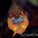 cardinalfish_goldbelly_bhr_tam_h_0263_bal6106.jpg